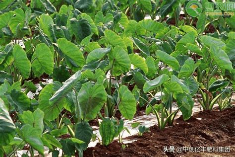 芋头树风水|阳台盆栽种植芋头，管理非常简单，新手都会有好收成